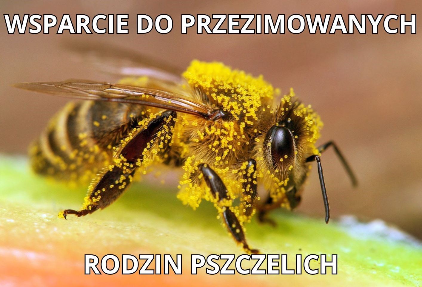 wsparcie-do-przezimowanych-rodzin-pszczelich