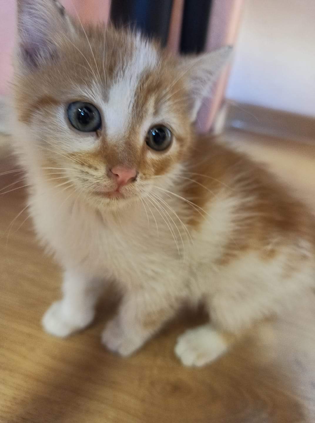 fb_img_1648109104741