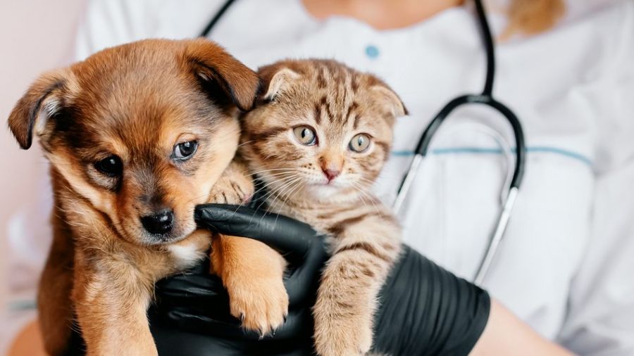 uid_e433b8bbbcf6fbd8d0da7b1ea463143f1624354605679_width_900_pla_p49783