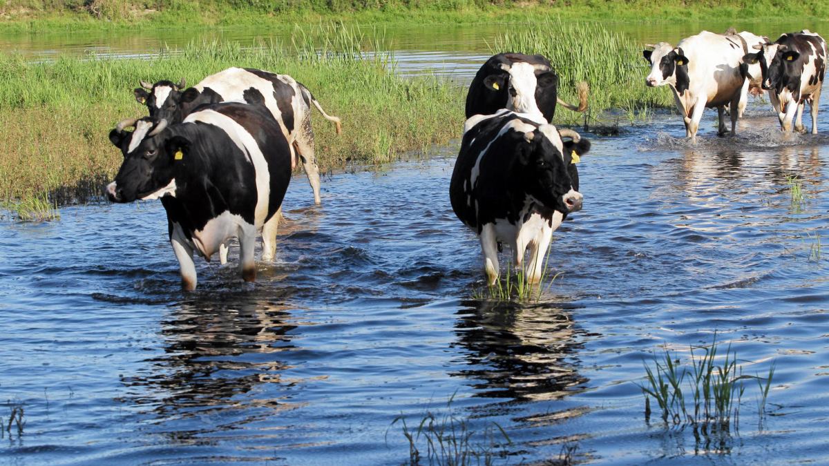 z26746009iegprzeprawa-krow-przez-narew-w-miejscowosci-wizna